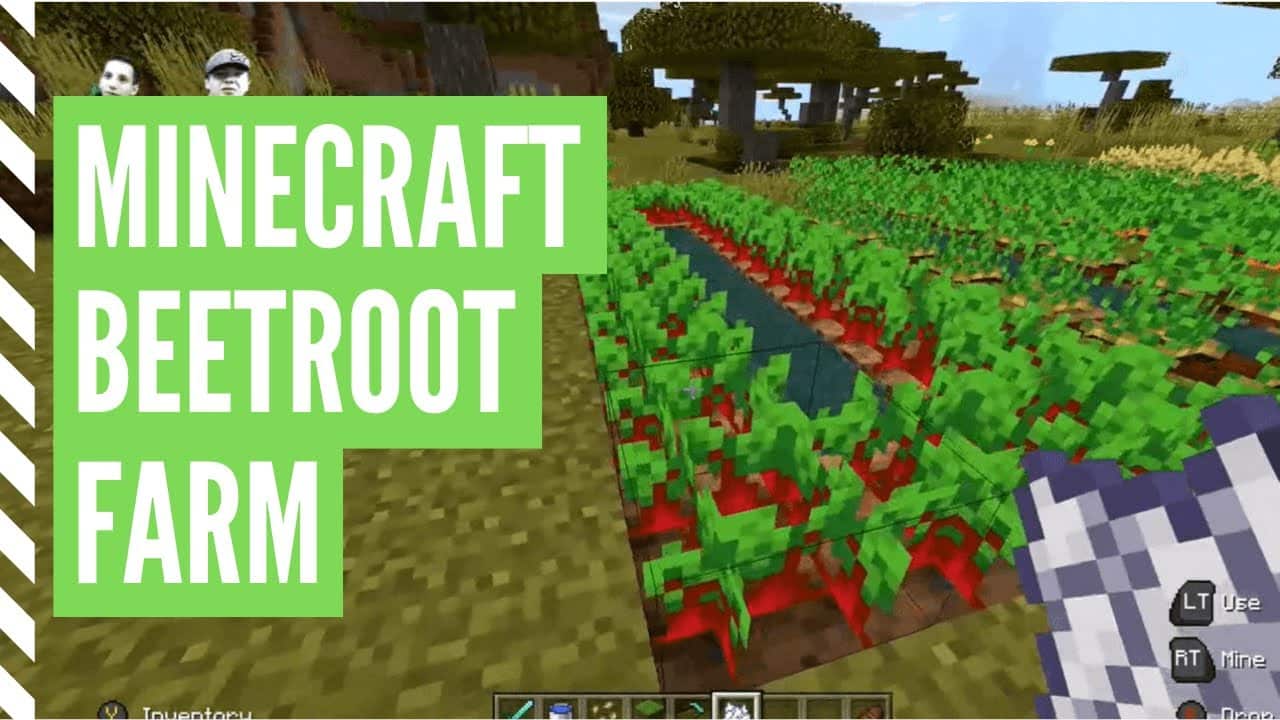 How To Plant Beetroot In Minecraft?